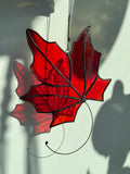 Maple Leaf