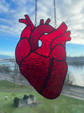 Anatomical Heart Suncatcher