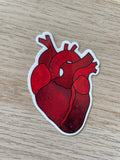 Anatomical Heart Sticker
