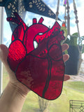 Anatomical Heart Suncatcher
