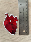Anatomical Heart Sticker
